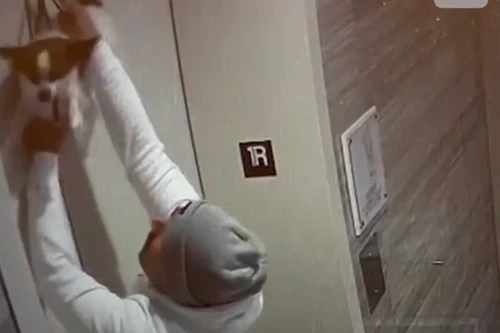 Cứu chú chó bị vướng dây xích vào cửa thang máy