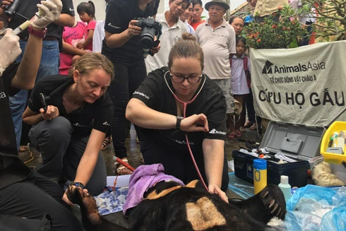 Cứu hộ thành công con gấu chó bị nuôi nhốt suốt 7 năm