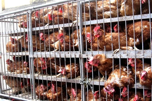 Gà thải loại không rõ nguồn gốc chết lăn lóc trên xe hàng