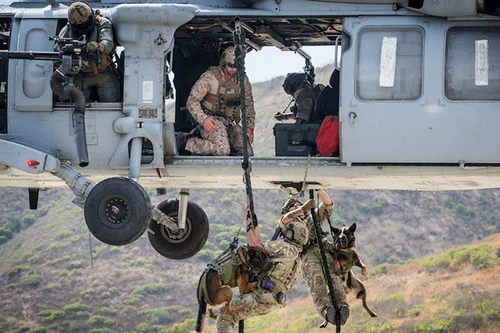 [Ảnh] Hé lộ quy trình tuyển mộ và huấn luyện chó nghiệp vụ của đặc nhiệm Mỹ