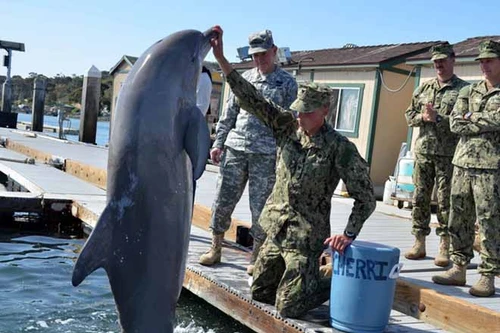 Những thú vị về chương trình sử dụng động vật gián điệp trong Chiến tranh Lạnh mà CIA vừa giải mật