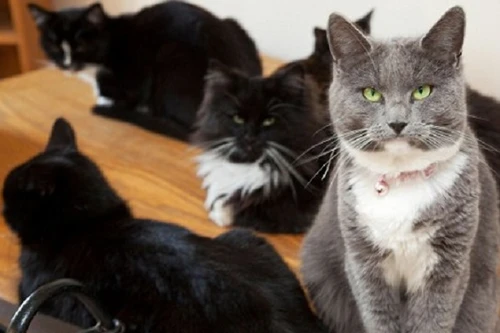 Lý giải sự đen đủi mà loài mèo mang lại