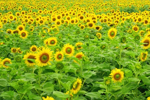 Cánh đồng hoa hướng dương và những vườn cam bạc tỷ