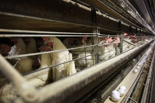 Nhiều nước châu Á và Bắc Phi ngừng nhập khẩu gia cầm Pháp