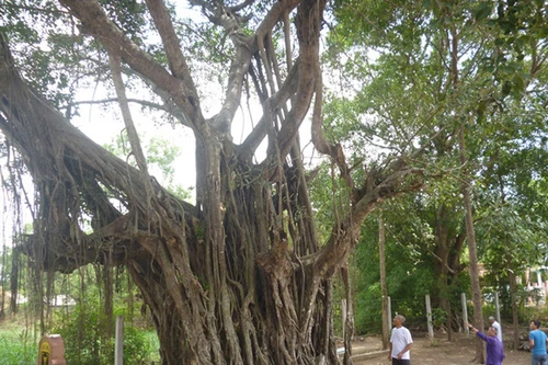 Kỳ lạ những “cụ cây thần” hàng trăm năm tuổi 