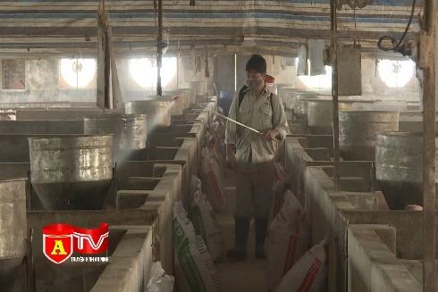 Hà Nội triển khai các biện pháp phòng chống dịch tả lợn châu Phi