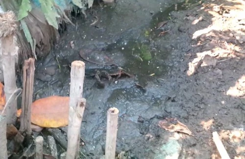 TP.HCM: Đình chỉ công trình nhà máy giết mổ xây không phép