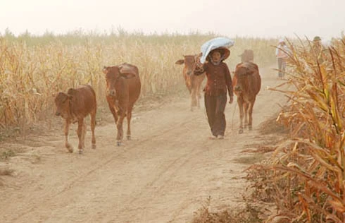  Hy hữu vụ trộm bò giữa lòng Thủ đô
