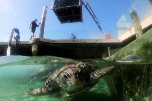 [ẢNH] Bên trong trung tâm nuôi dưỡng loài rùa có nguy cơ tuyệt chủng