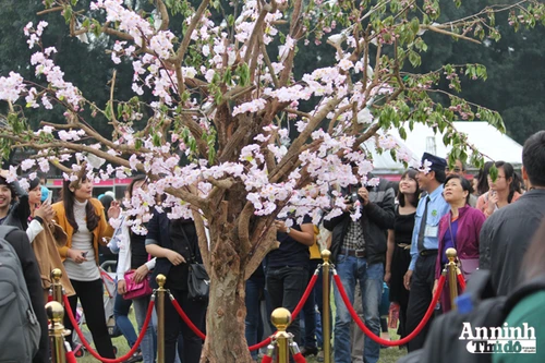 Lễ hội Hoa Anh Đào 2015: Hoa giả nhưng vẫn tấp nập