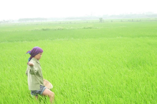 Hàng loạt Trung tâm "ma" kiểm nghiệm phân bón (2): Làm liều, chứng nhận bừa 