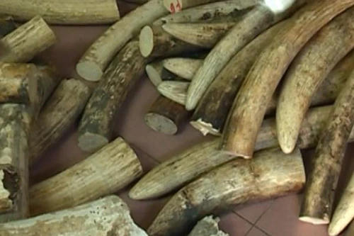 Triệt phá đường dây buôn lậu ngà voi ở quận Hoàng Mai