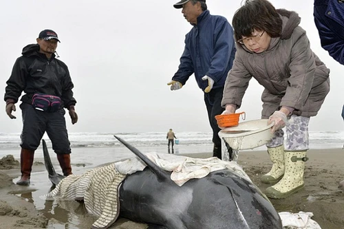 Nhật Bản bất lực khi cố cứu hơn 130 con cá voi mắc cạn