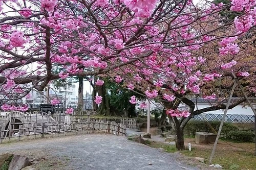 Mãn nhãn ngắm hoa anh đào nở rực rỡ trên đất nước Nhật Bản 