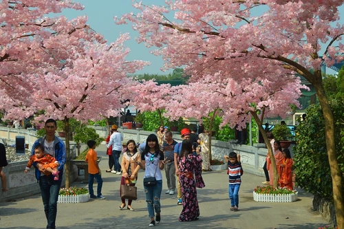 Hà Nội trồng 200 cây Hoa Anh đào tại Công viên Hòa Bình