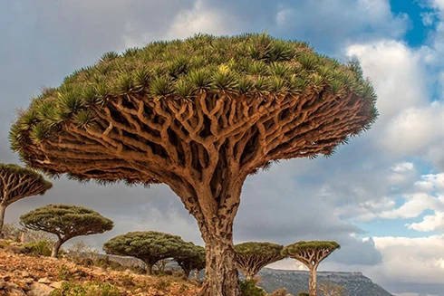 [ẢNH] Những điều thú vị ít người biết về hòn đảo "ngoài hành tinh" Socotra