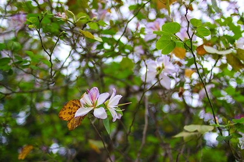 Ngắm hoa ban Tây Bắc nở tuyệt đẹp ngay giữa lòng Thủ đô Hà Nội