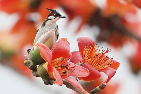 [ẢNH] "Bỏ túi" những bài thuốc hay từ cây hoa gạo