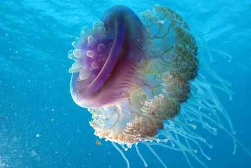 [ẢNH] Vẻ đẹp đến mê mẩn của một số loài sinh vật biển