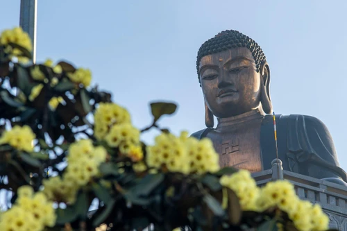 Đỗ quyên hoa vàng nở rực rỡ trên đỉnh Fansipan 