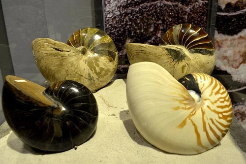 Lần đầu tiên, triển lãm các mẫu hóa thạch đặc biệt quý hiếm ở Việt Nam