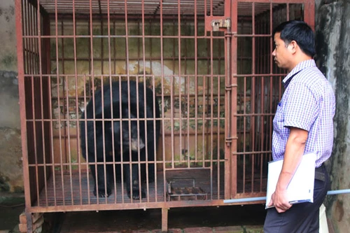 Giải thoát con gấu ngựa nặng 2 tạ bị nuôi nhốt trái phép