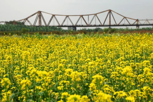 Những hình ảnh "tan chảy" về Hà Nội 12 mùa hoa