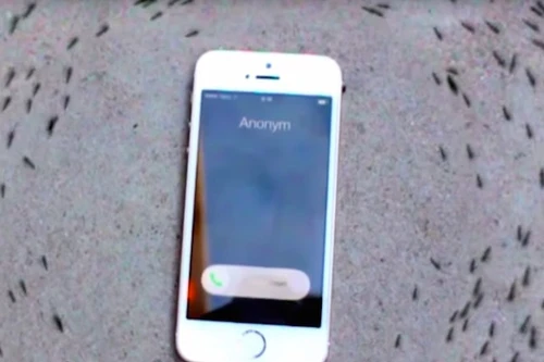 Kỳ lạ đàn kiến bò vòng tròn quanh chiếc iPhone, khi chuông reo