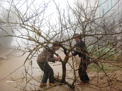 Đào rừng rầm rập về xuôi, núi chẳng còn xuân