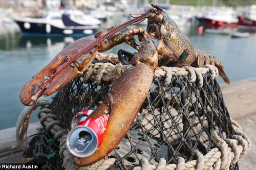 “Quái vật" tôm khổng lồ dài 75cm, 60 tuổi