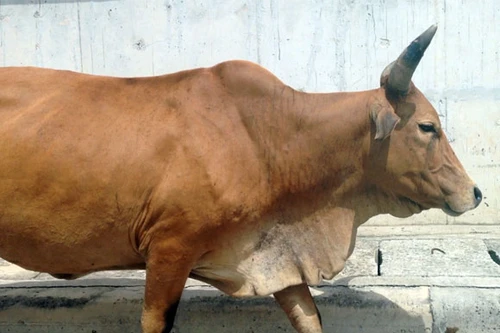 Cả đàn bò đi lững thững giữa phố Hà Nội