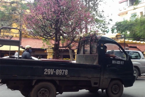 Hoa tàn quả rụng, đào quất lại hối hả về vườn