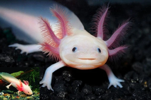 Cá cảnh kỳ dị bậc nhất Hà thành: 6 sừng, 4 màu, miệng...cười toét