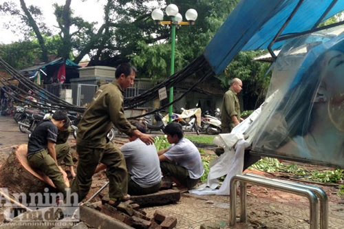 Xà cừ cổ thụ bật gốc, hạ gục nhà chờ xe buýt và cột điện