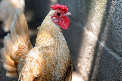 "Mỹ kê vảy cá" hút hồn dân chơi