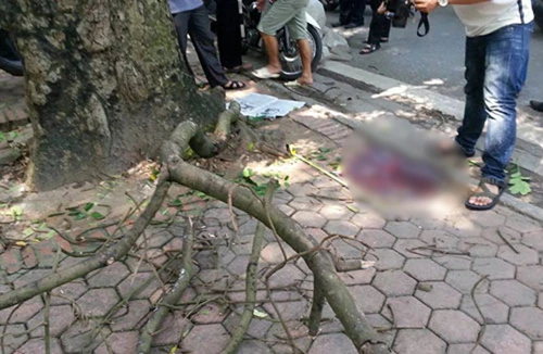 Đi ngang Công viên Bách Thảo, bị cành cây rơi vào đầu, tử vong