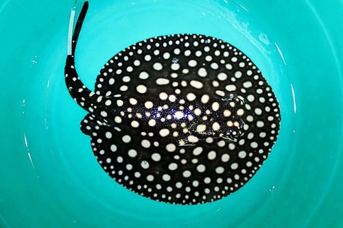 Dân VN mê tít loài cá cảnh cực đẹp và...cực độc