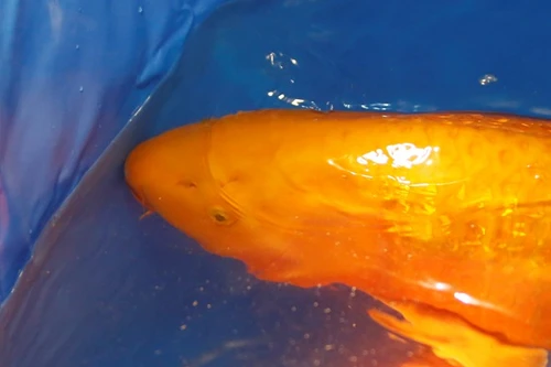 Hà Nội: Xuất hiện con cá chép Nhật giá 200 triệu đồng