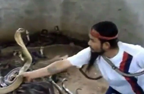 Ớn lạnh xem cao thủ bắt rắn hổ mang như bắt...gà