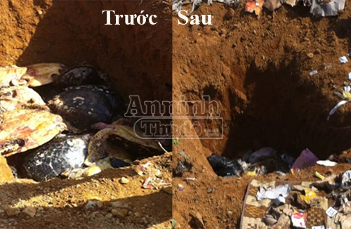 Móc hố chôn tiêu hủy, lấy trộm 94 cá thể rùa quý hiếm