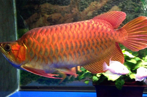 Ngắm con cá Rồng, trị giá cả trăm triệu đồng