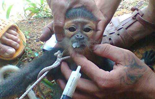 Giết hai con voọc, ba bị cáo ngồi tù 28 tháng