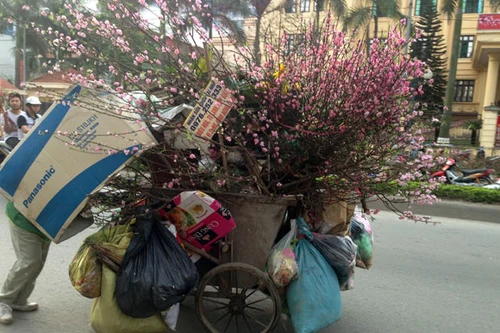 Xe chở rác ngập ngụa...hoa đào