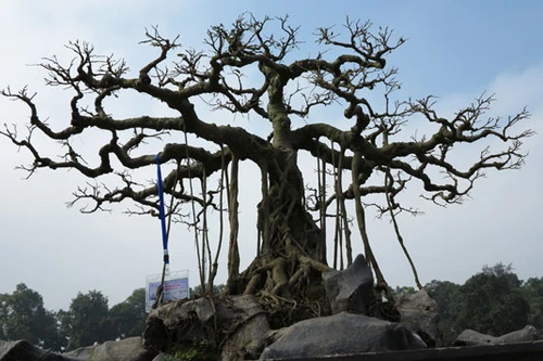 Ngỡ ngàng "lạc" vào vườn cây cảnh bạc tỉ