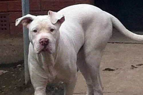 Tới nhà bạn ăn trưa, nữ sinh bị 4 con chó cắn chết