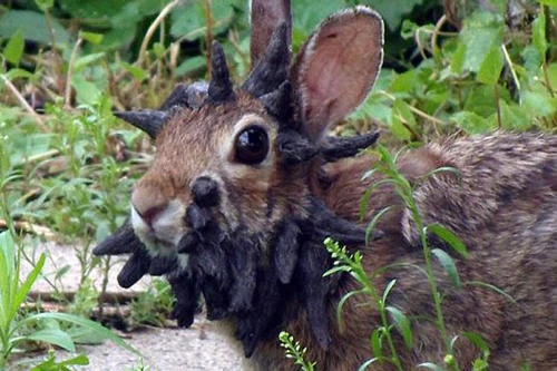 Gớm ghiếc: Thỏ mọc đầy sừng trên đầu như quái vật