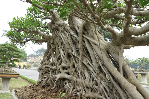 Mãn nhãn ngắm vườn cảnh trị giá bạc tỉ