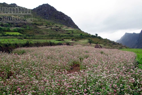 Nao lòng mùa tam giác mạch trên cao nguyên đá Đồng Văn