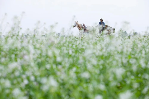 Có một Mộc Châu giữa lòng Hà Nội 