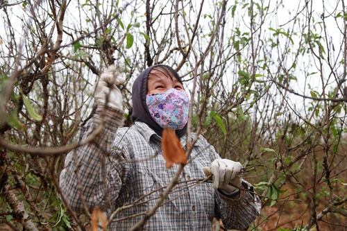 Nhật Tân ươm đào 
